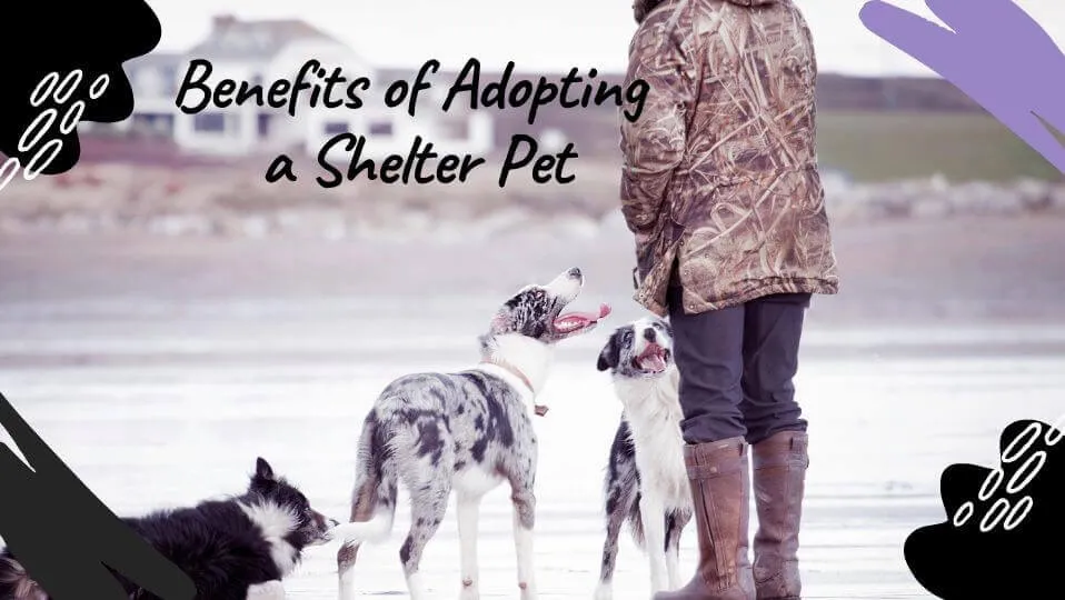 Benefits of Adopting a Shelter Pet
