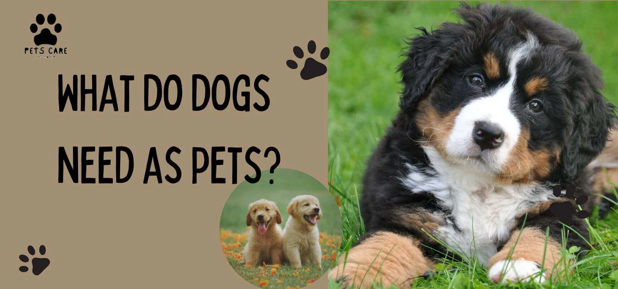 What do dogs need as pets?