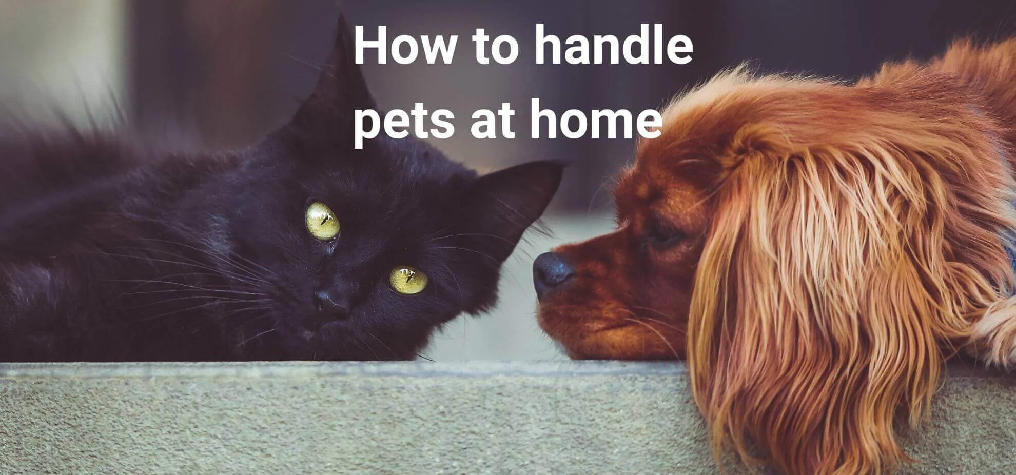 How to handle pets at home?