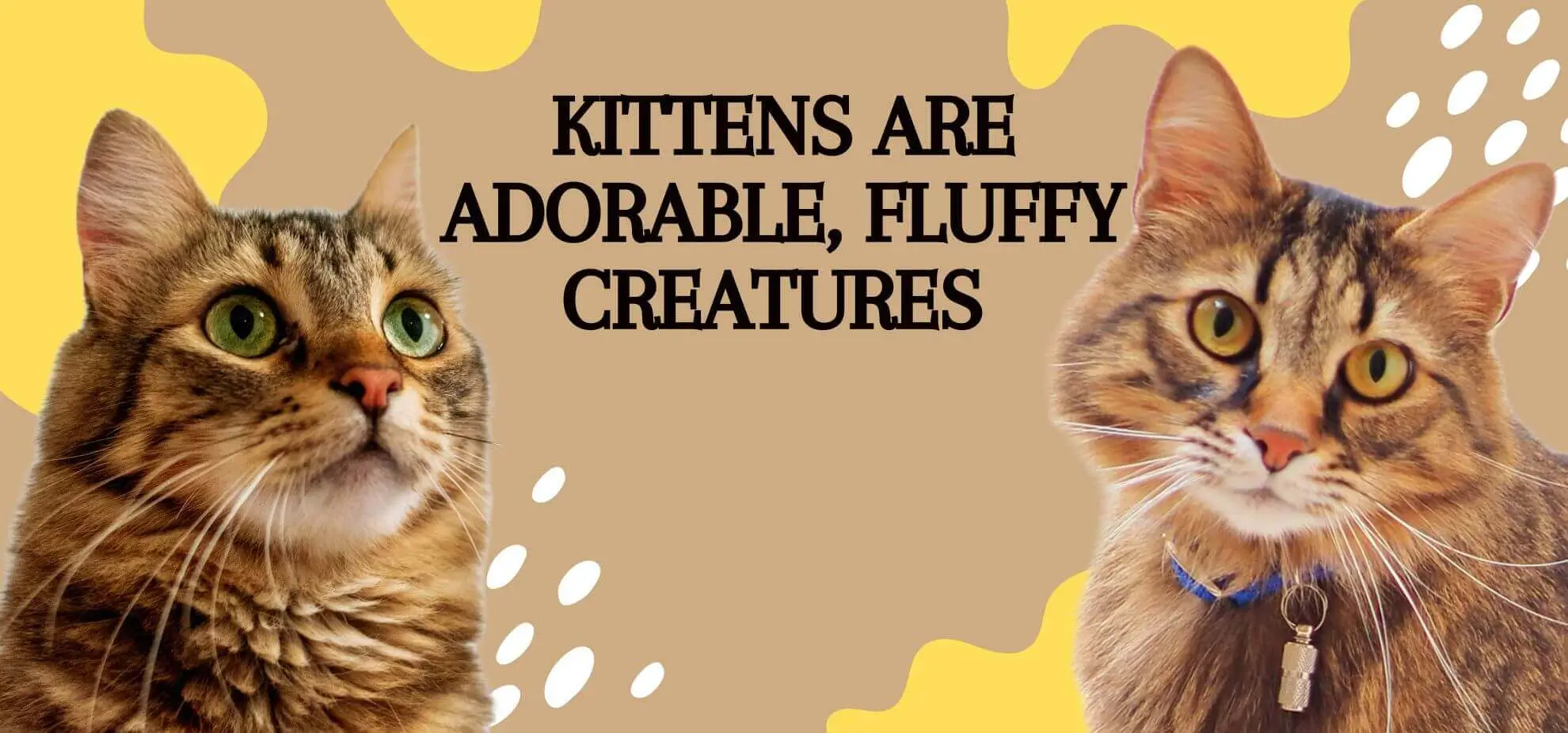 How to take care of an indoor kitten