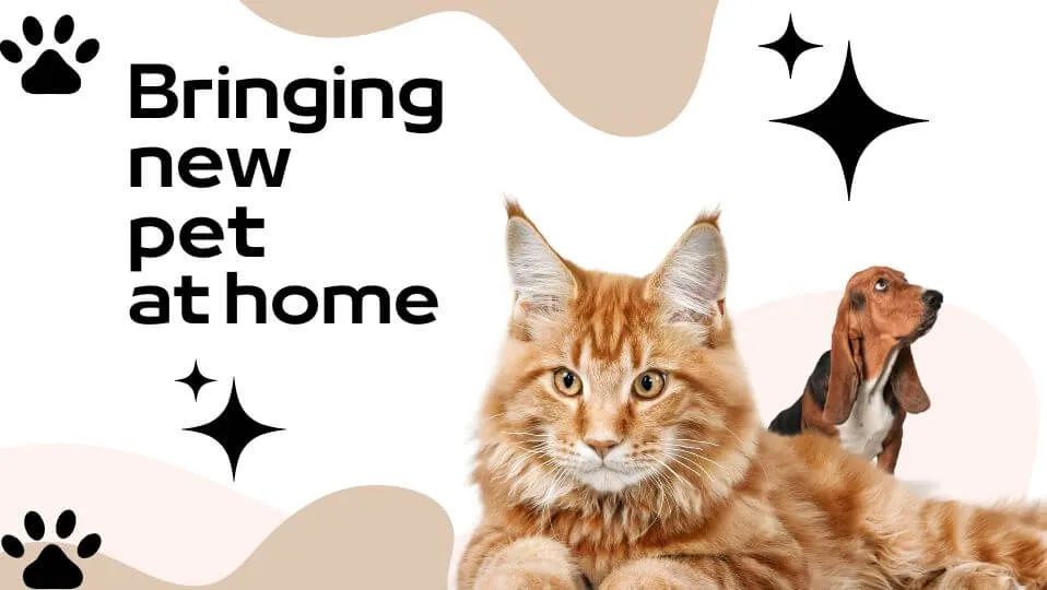 Tips for Bringing a New Pet Home