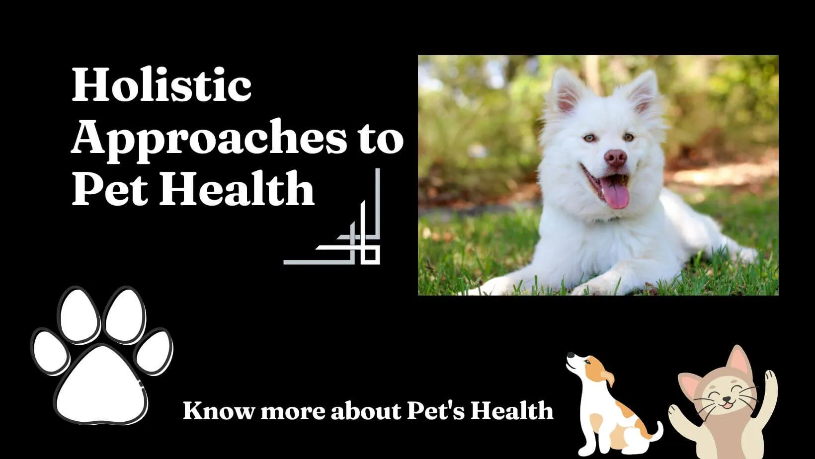 Holistic Approaches to Pet’s Health
