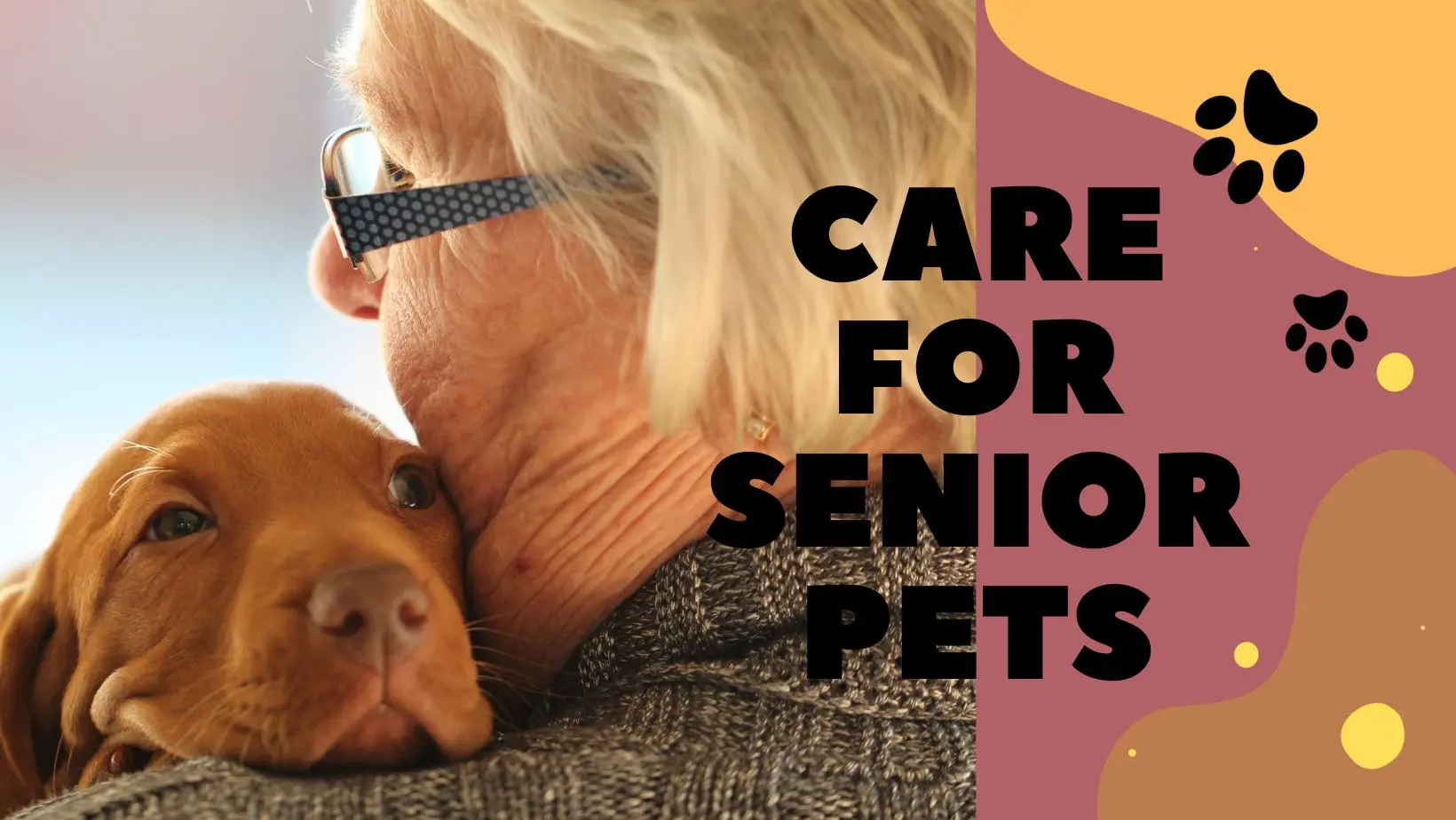 A guide to Care for Senior Pets