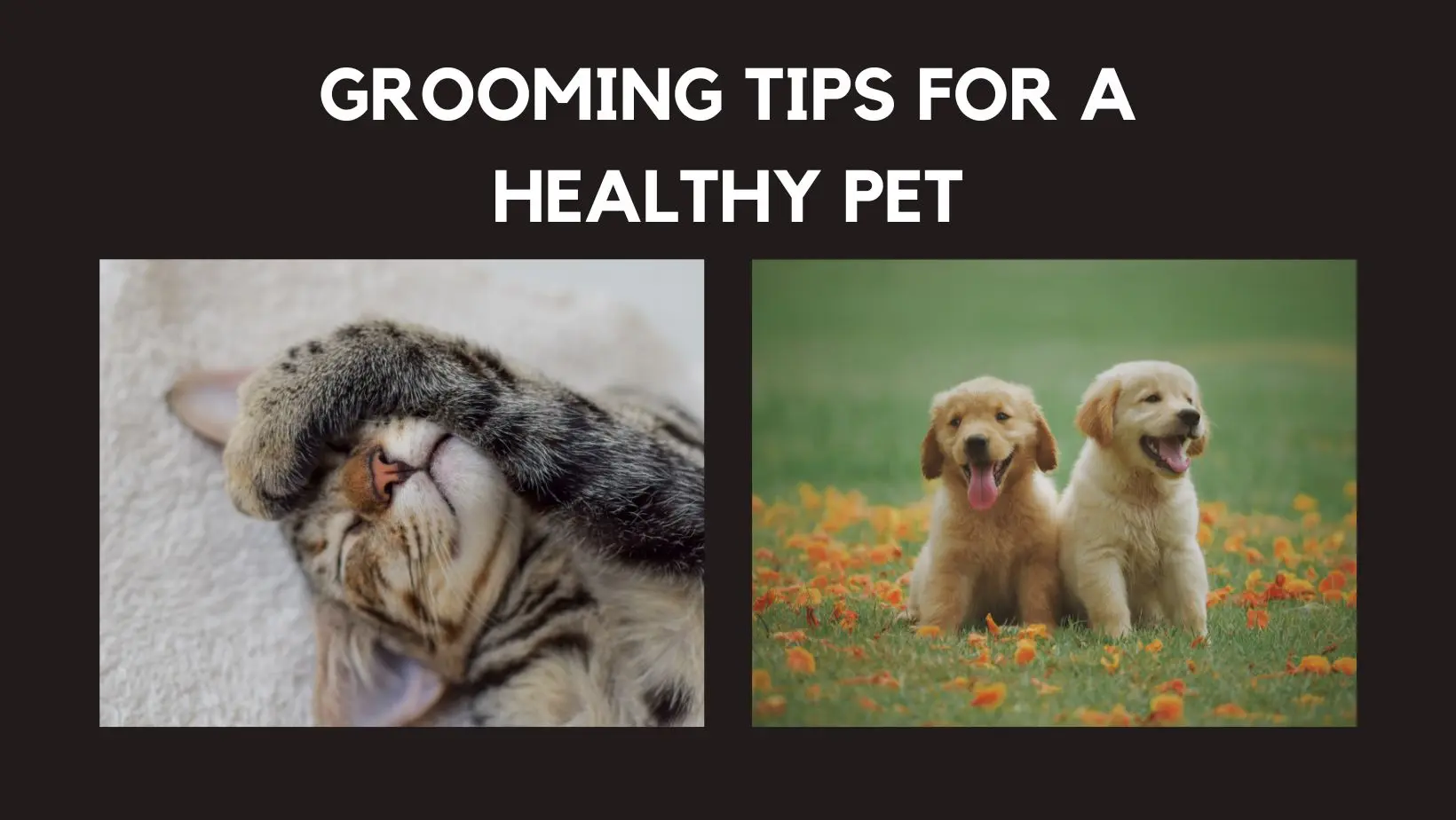 Stress-Free Grooming Tips for a Healthy Pet