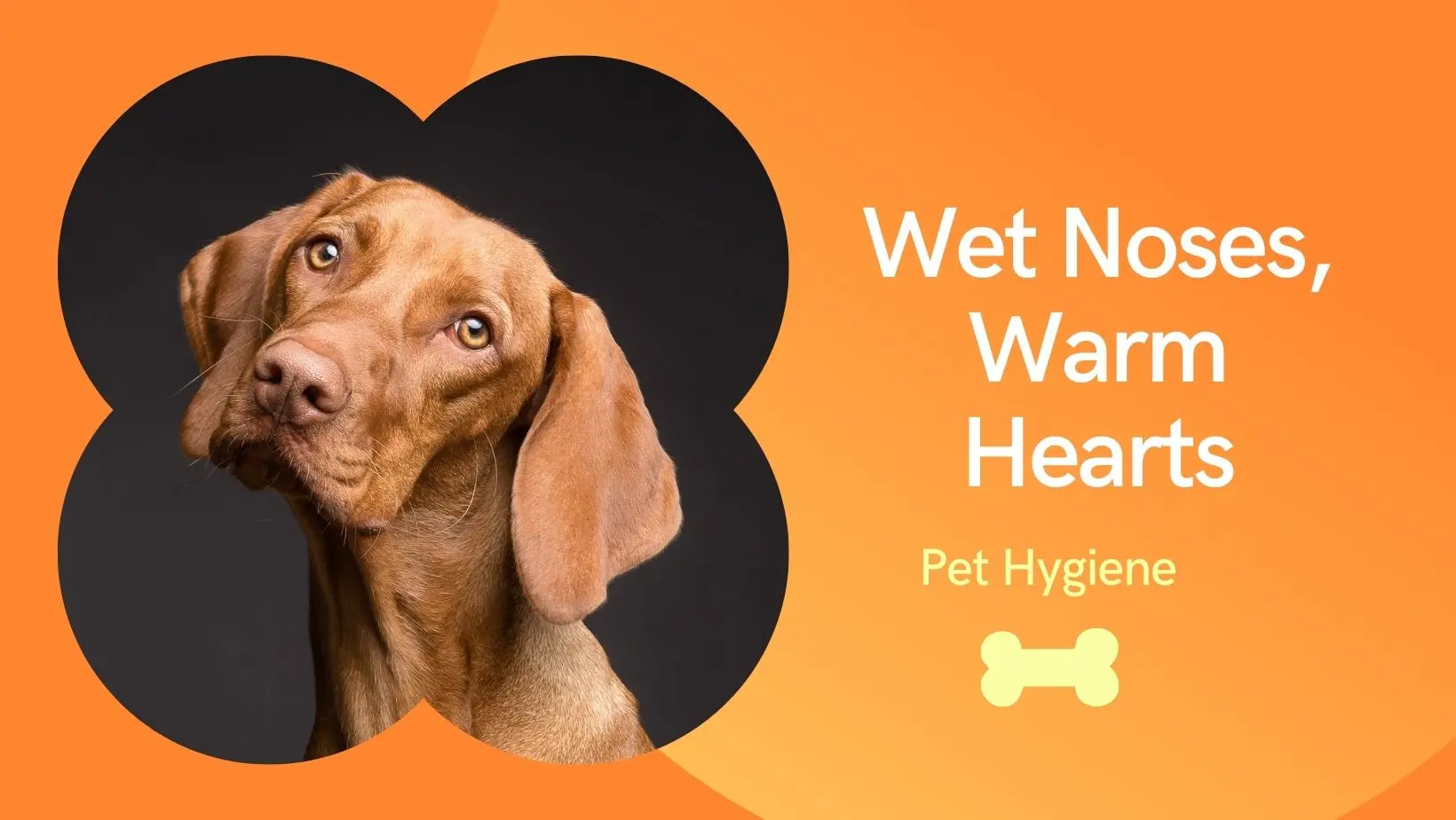 Wet Noses, Warm Hearts: Pet Hygiene