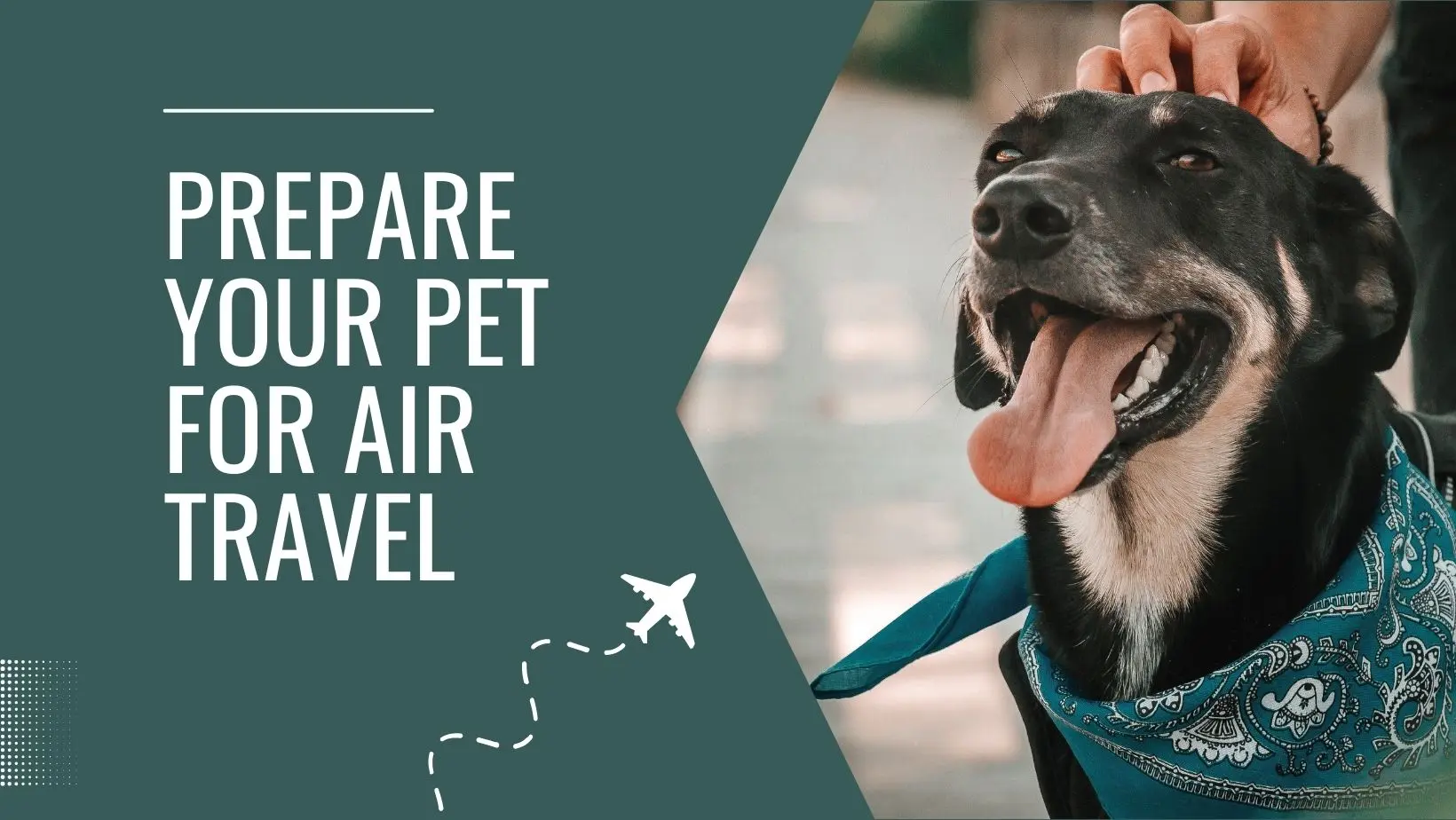 How to Prepare Your Pet for Air Travel