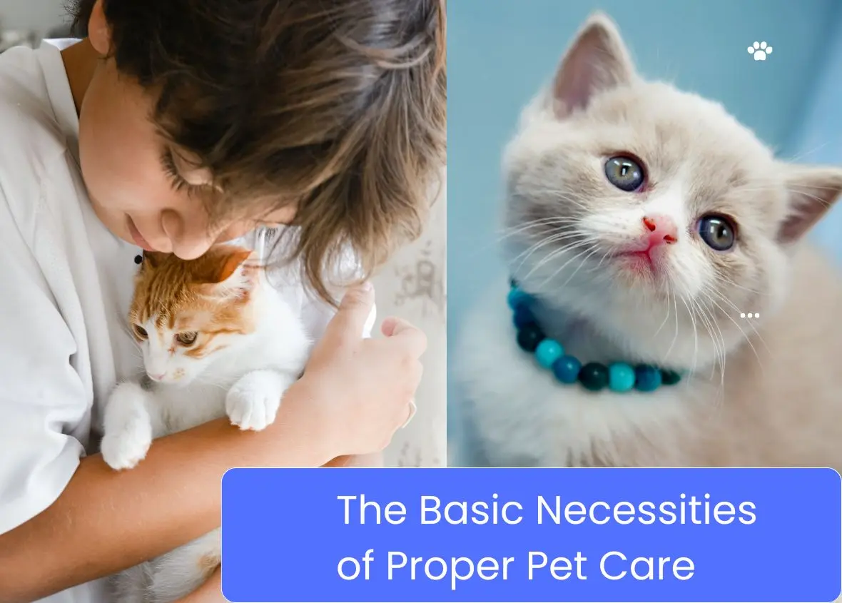 The Basic Necessities of Proper Pet Care