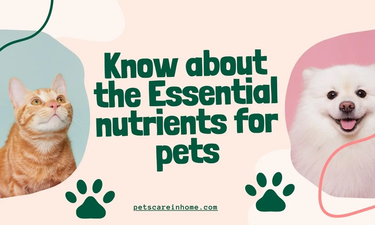 The Essential nutrients for pets