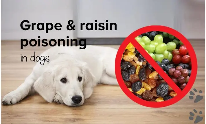 10 Toxic Foods to Avoid Feeding Pets