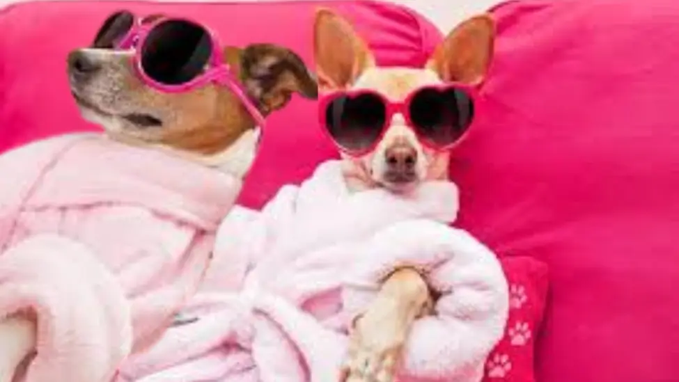 10 Innovative Services for Spoiled Pets