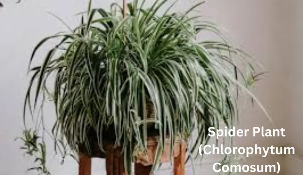 Green Paws: Best Pet-Friendly Plants to Brighten Your Home