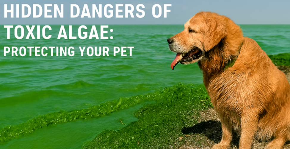 The Hidden Dangers of Toxic Algae: Protecting Your Pet